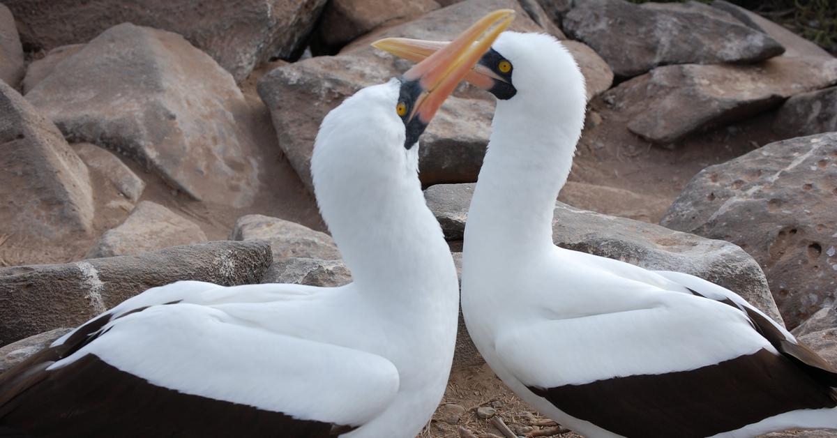 Insightful look at the Booby, known to Indonesians as Burung Booby.