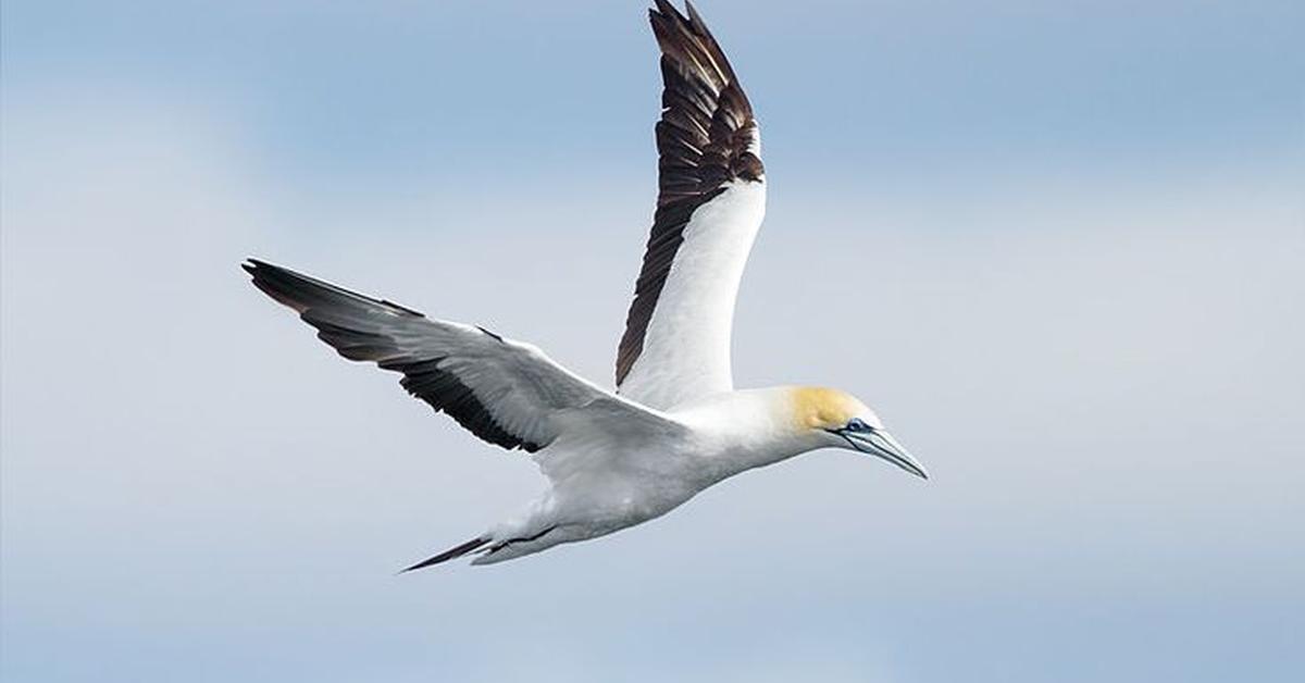 Glimpse of the Booby, known in the scientific community as Sulidae.