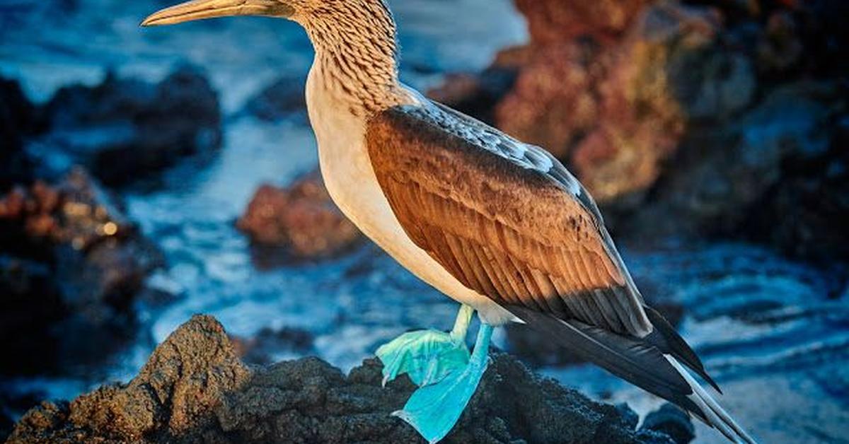 Portrait of a Booby, a creature known scientifically as Sulidae.