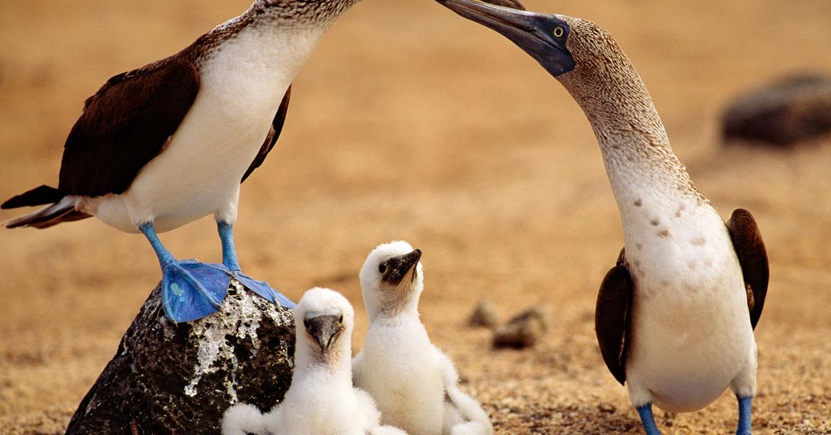 Natural elegance of the Booby, scientifically termed Sulidae.