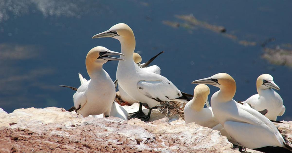 Elegant Booby in its natural habitat, called Burung Booby in Indonesia.