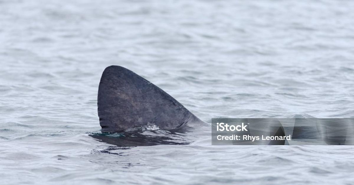 The majestic Basking Shark, also called Hiu Berjemur in Indonesia, in its glory.