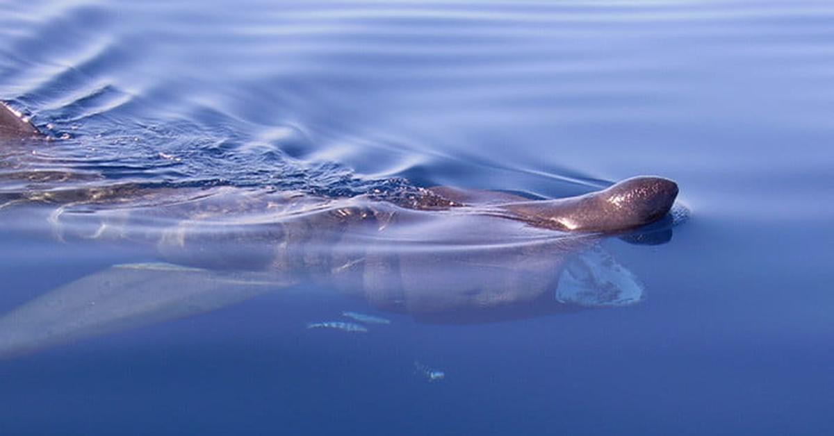 Portrait of a Basking Shark, a creature known scientifically as Cetorhinus Maximus.