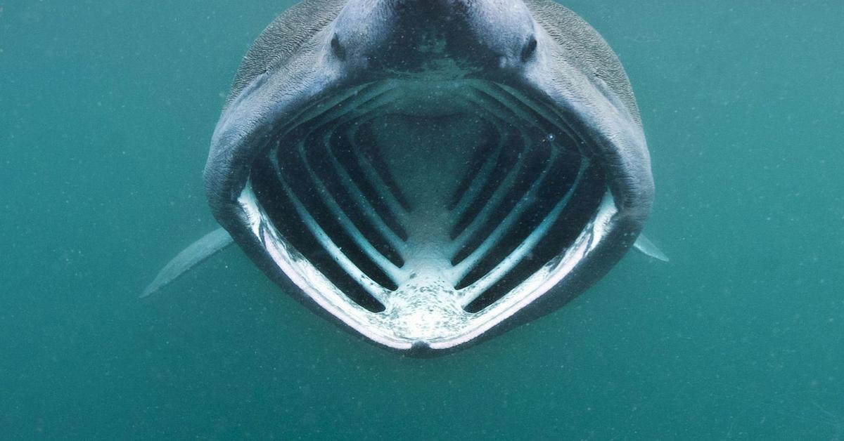 Striking appearance of the Basking Shark, known in scientific circles as Cetorhinus Maximus.