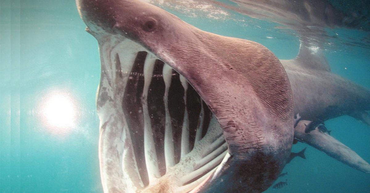 Natural elegance of the Basking Shark, scientifically termed Cetorhinus Maximus.