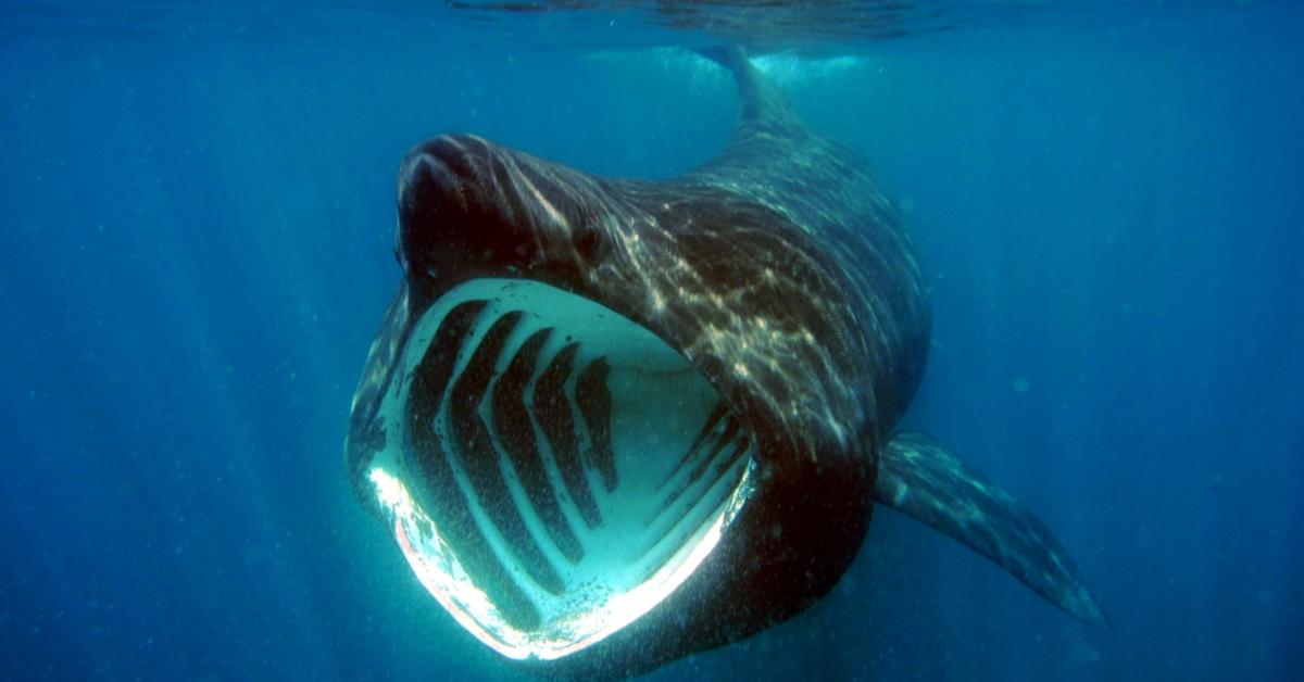 Stunning depiction of Basking Shark, also referred to as Cetorhinus Maximus.