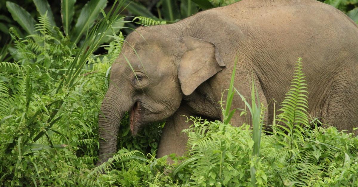 Striking appearance of the Borneo Elephant, known in scientific circles as Elephas maximus borneensis.