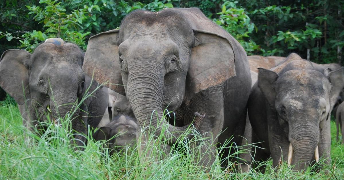 Portrait of a Borneo Elephant, a creature known scientifically as Elephas maximus borneensis.