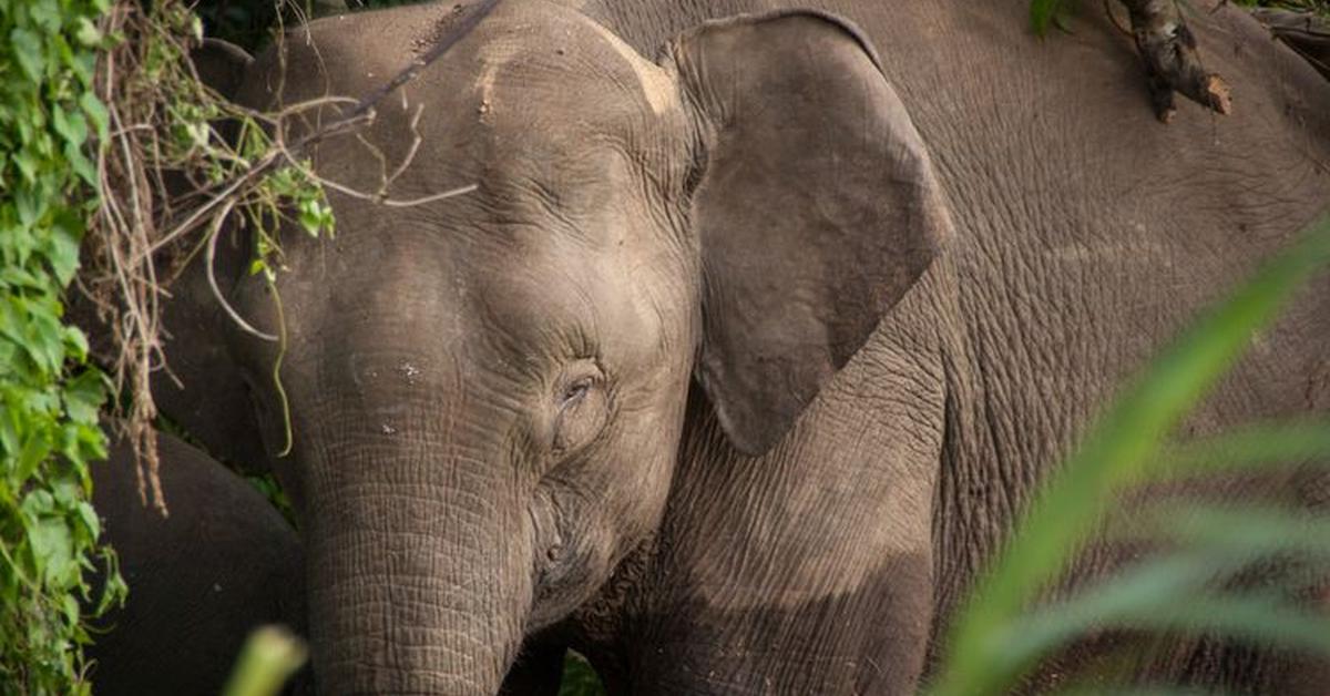 The remarkable Borneo Elephant (Elephas maximus borneensis), a sight to behold.