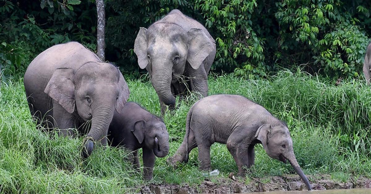 The fascinating Borneo Elephant, scientifically known as Elephas maximus borneensis.