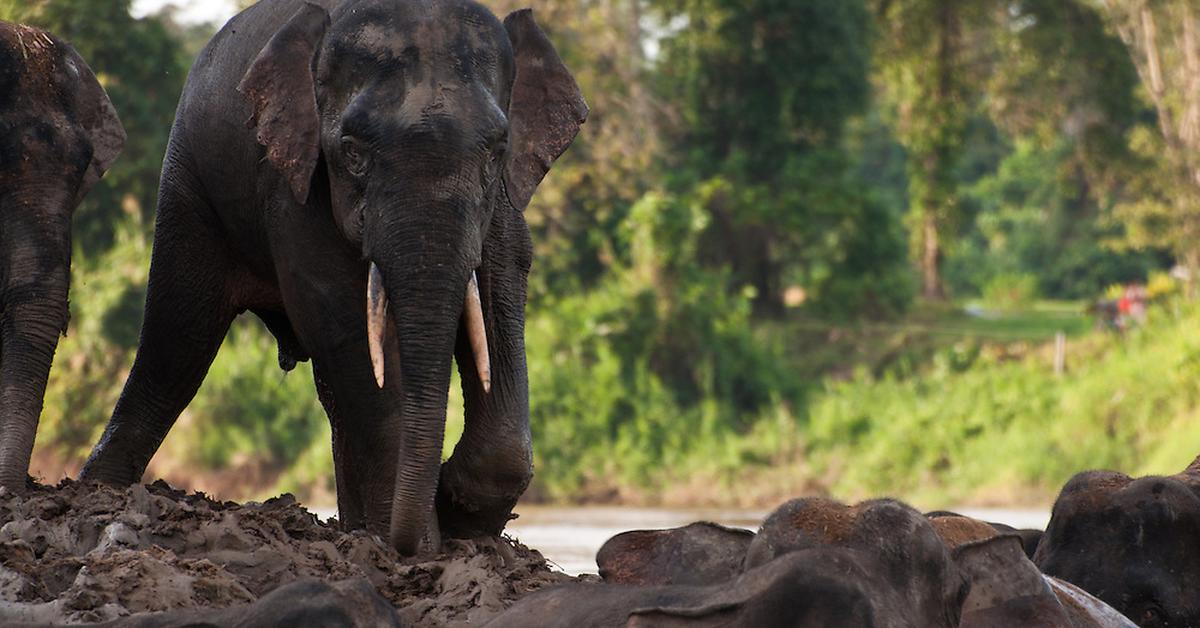 Captured beauty of the Borneo Elephant, or Elephas maximus borneensis in the scientific world.