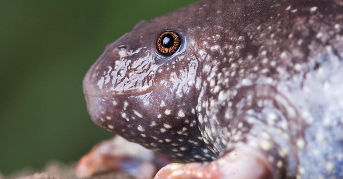 The Burrowing Frog, a species known as Rhinophrynidae, in its natural splendor.