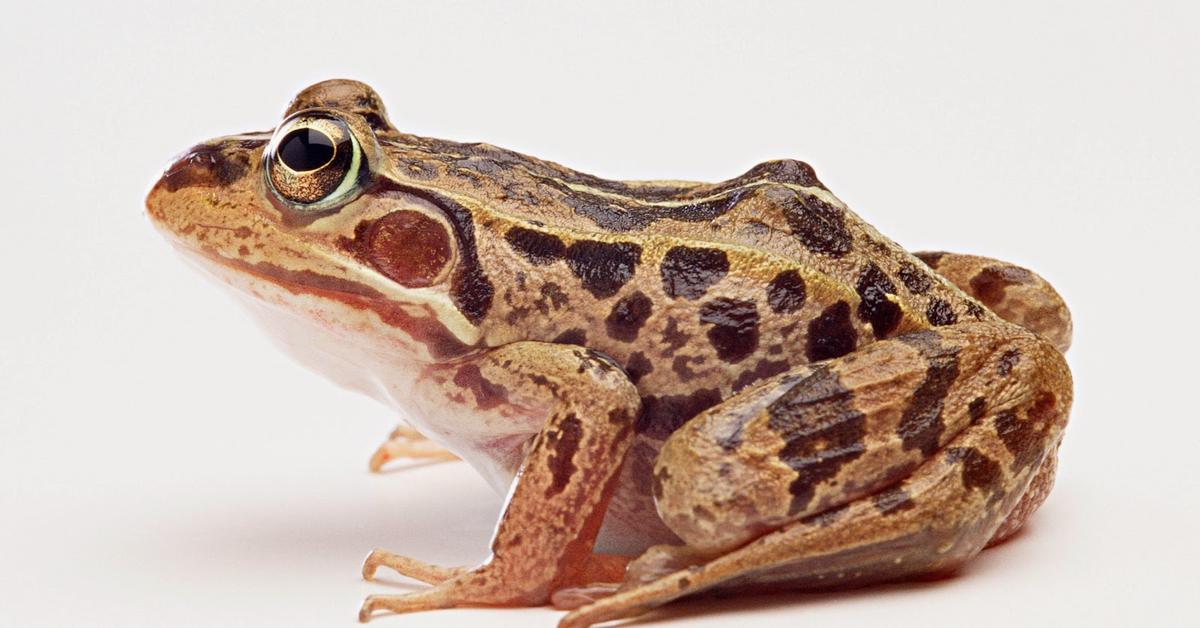 Vivid image of the Burrowing Frog, or Katak Penggali in Indonesian context.