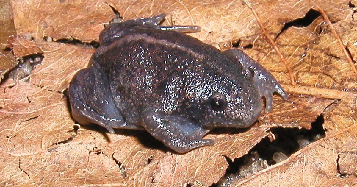 Elegant portrayal of the Burrowing Frog, also known as Rhinophrynidae.