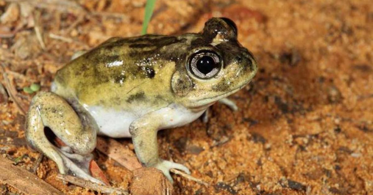 Captured moment of the Burrowing Frog, in Indonesia known as Katak Penggali.