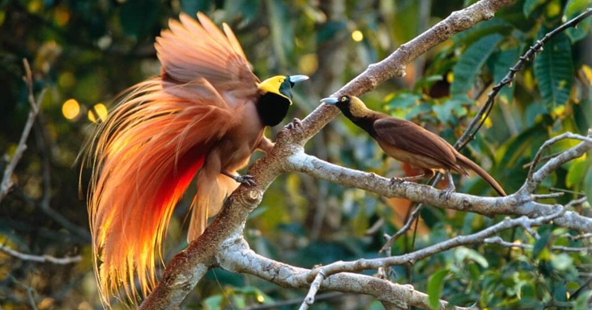 Portrait of a Bird Of Paradise, a creature known scientifically as Paradisaeidae.