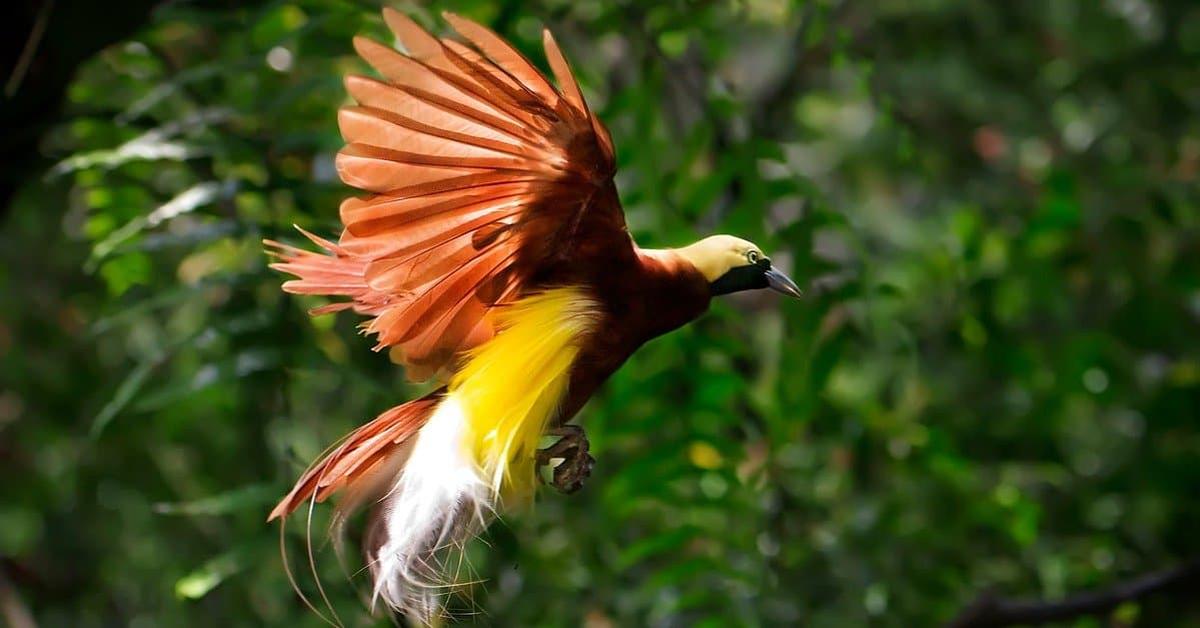 The Bird Of Paradise, a beautiful species also known as Burung Cendrawasih in Bahasa Indonesia.