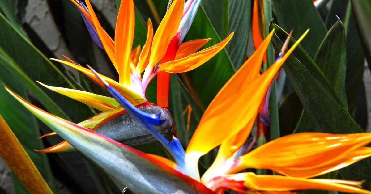 The majestic Bird Of Paradise, also called Burung Cendrawasih in Indonesia, in its glory.