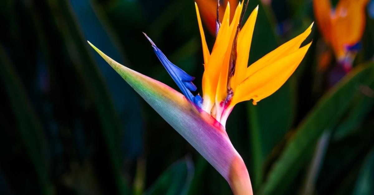 Photogenic Bird Of Paradise, scientifically referred to as Paradisaeidae.