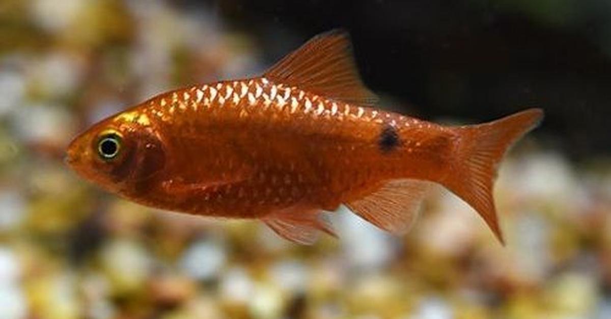 Dynamic image of the Barb, popularly known in Indonesia as Ikan Barb.