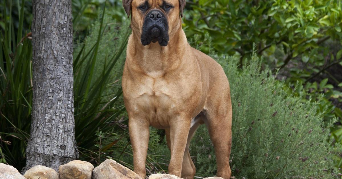 Vibrant snapshot of the Bullmastiff, commonly referred to as Anjing Bullmastiff in Indonesia.