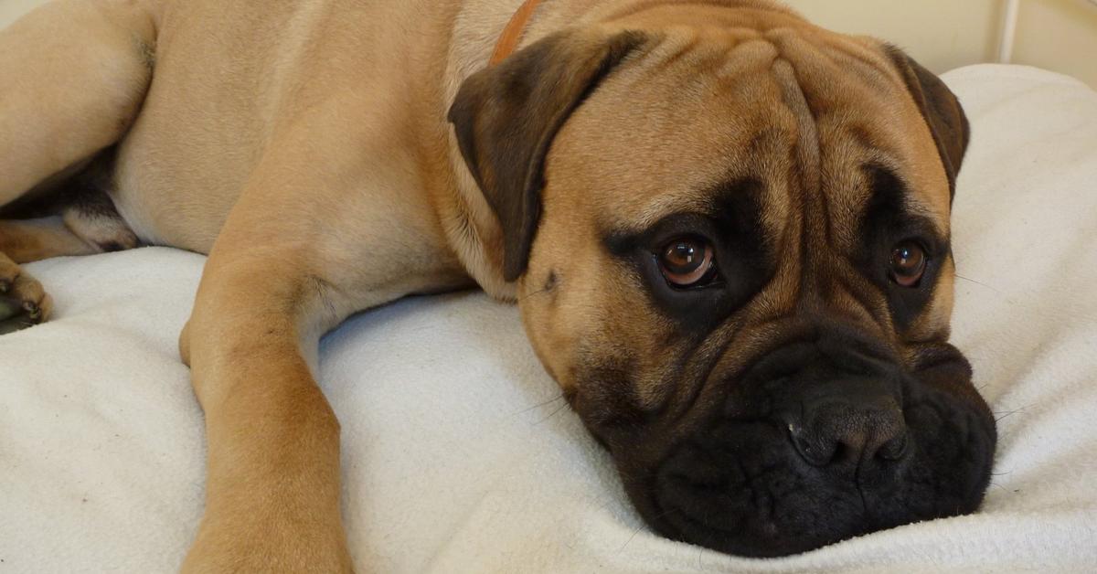 Vibrant snapshot of the Bullmastiff, commonly referred to as Anjing Bullmastiff in Indonesia.