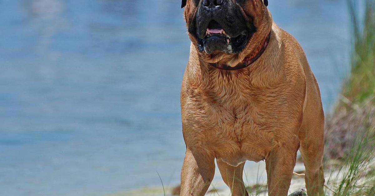 Vivid image of the Bullmastiff, or Anjing Bullmastiff in Indonesian context.