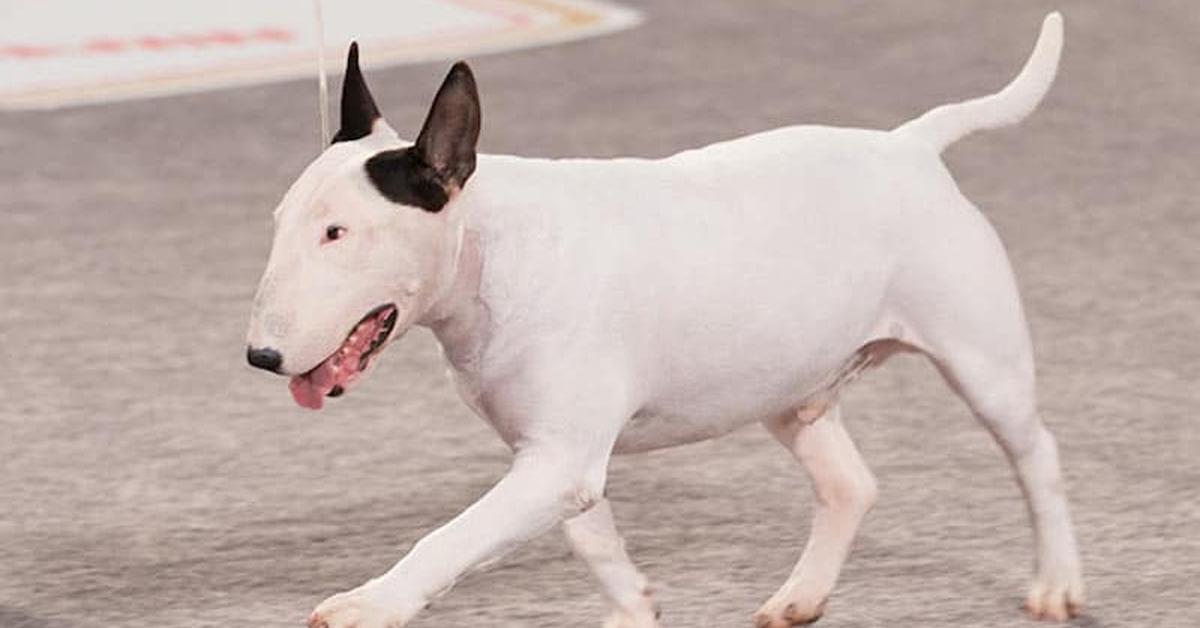 Engaging shot of the Bull Terrier, recognized in Indonesia as Anjing Bull Terrier.