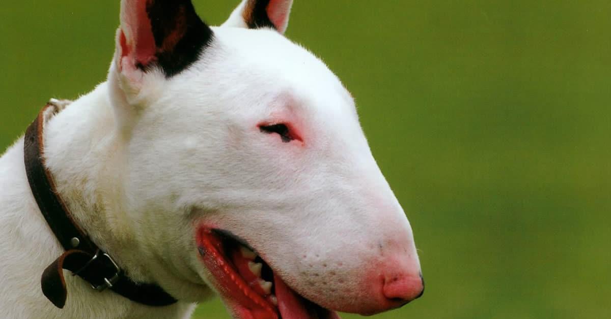 Photogenic Bull Terrier, scientifically referred to as Canis Lupus.