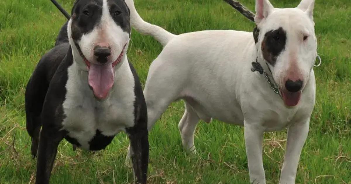 Unique portrayal of the Bull Terrier, also called Anjing Bull Terrier in Bahasa Indonesia.