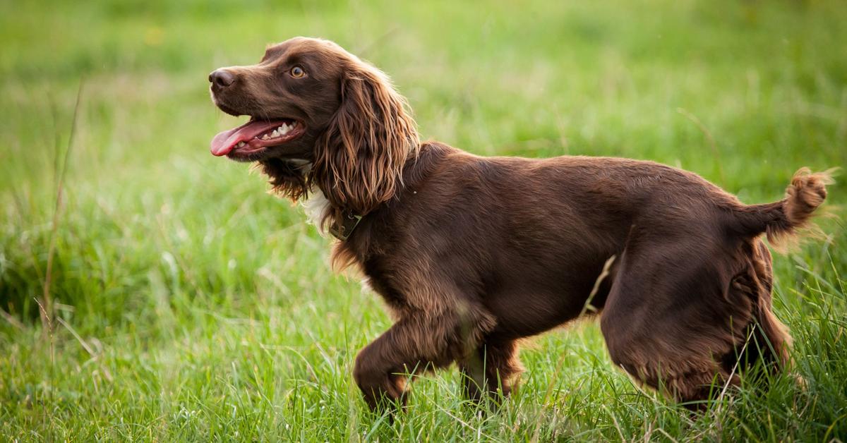 Stunning image of the Boykin Spaniel (Canis lupus), a wonder in the animal kingdom.