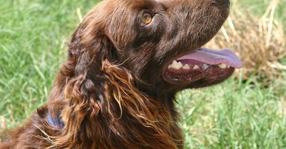 Splendid image of the Boykin Spaniel, with the scientific name Canis lupus.