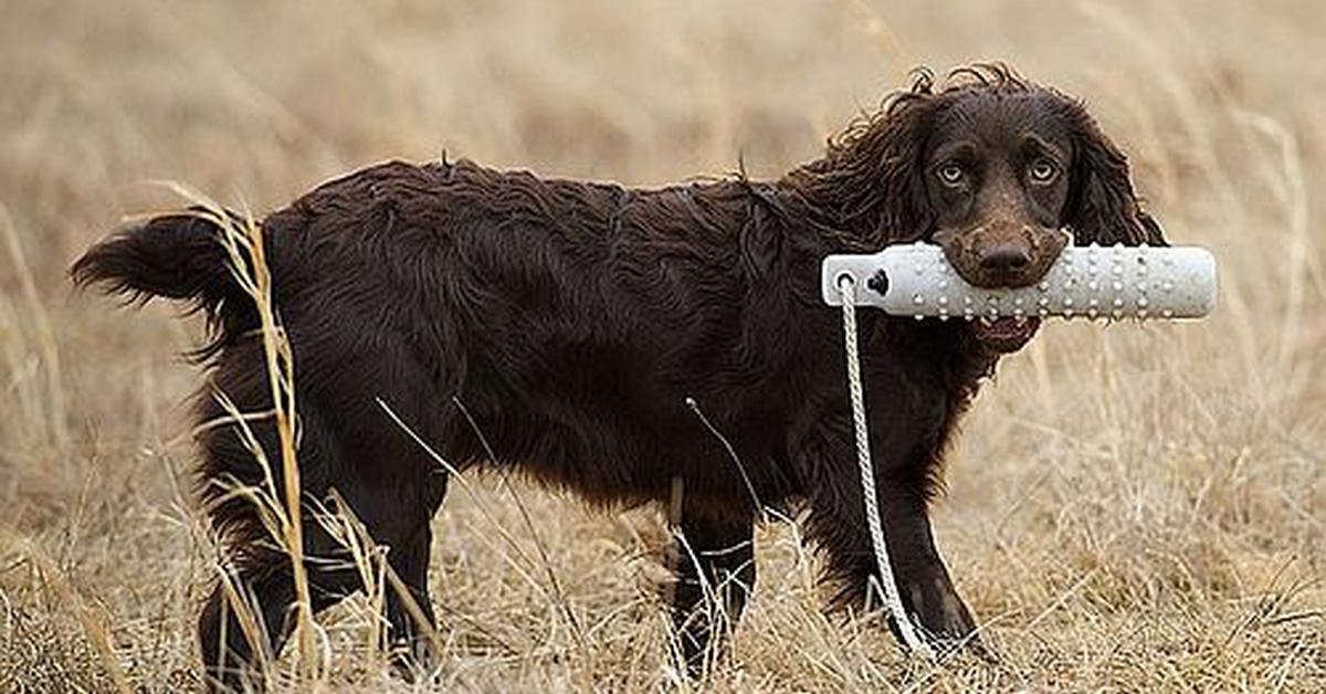 Vivid image of the Boykin Spaniel, or Anjing Boykin Spaniel in Indonesian context.