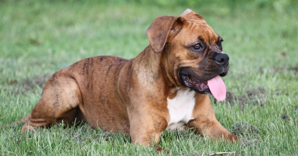 Unique portrayal of the Boxer Dog, also called Anjing Boxer in Bahasa Indonesia.