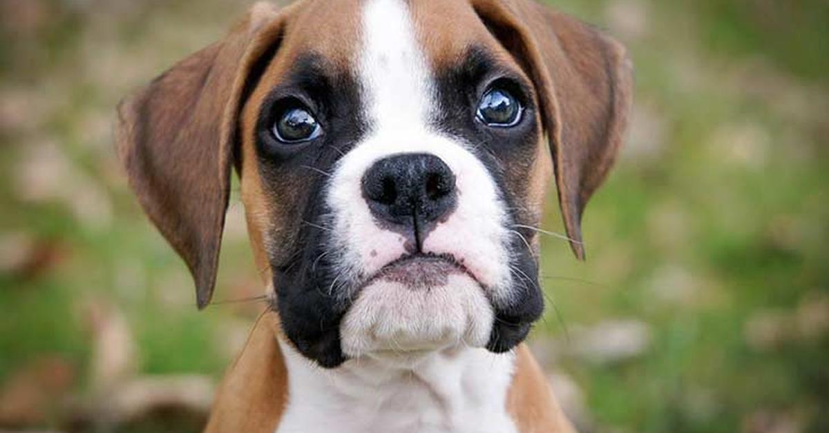 Visual of Boxer Dog, or Anjing Boxer in Indonesian, showcasing its beauty.