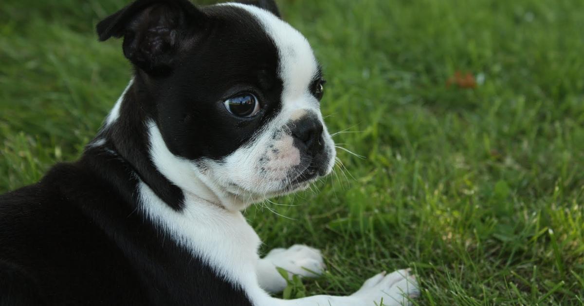 The remarkable Boston Terrier (Canis lupus), a sight to behold.