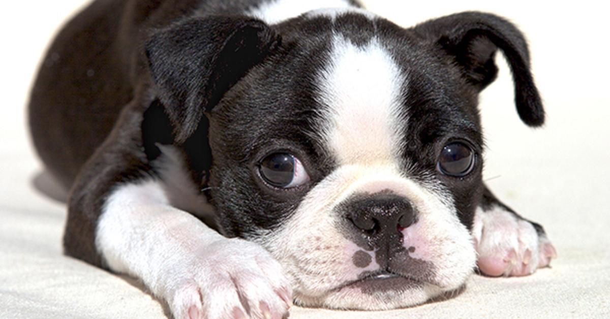 Elegant Boston Terrier in its natural habitat, called Anjing Boston Terrier in Indonesia.