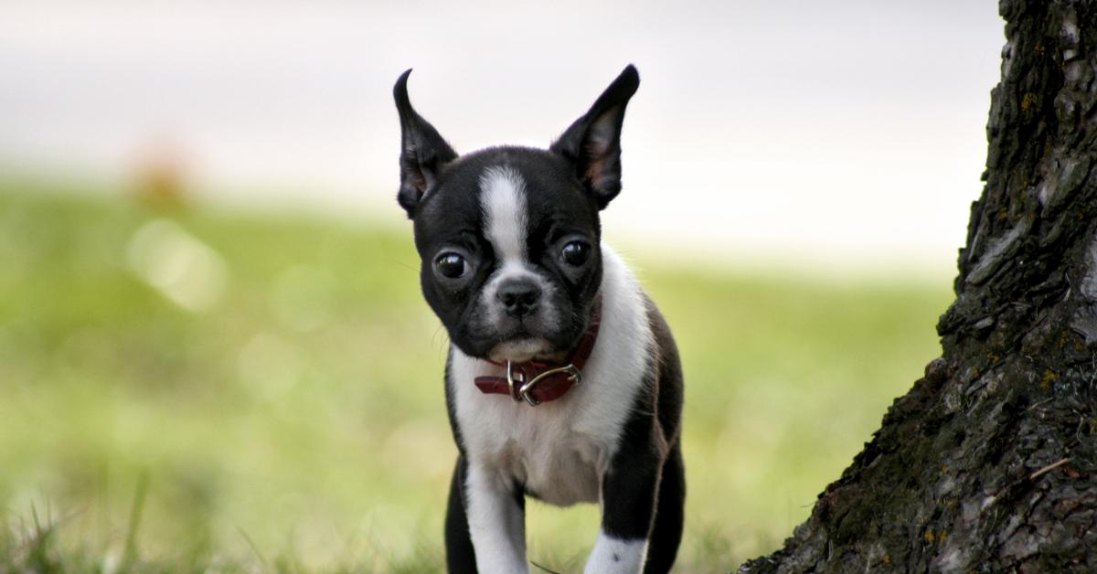 Elegant Boston Terrier in its natural habitat, called Anjing Boston Terrier in Indonesia.