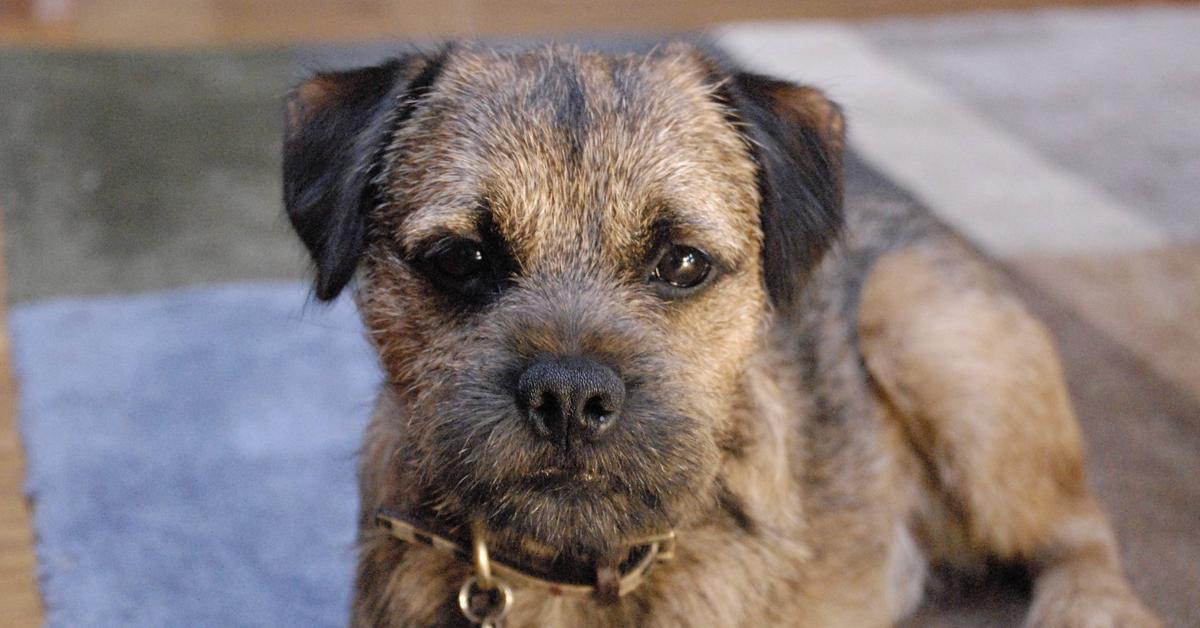 Image of the Border Terrier (Canis Lupus), popular in Indonesia as Anjing Border Terrier.