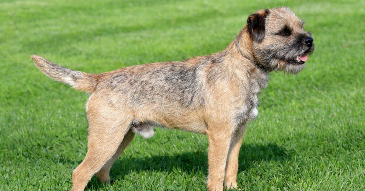 Elegant portrayal of the Border Terrier, also known as Canis Lupus.