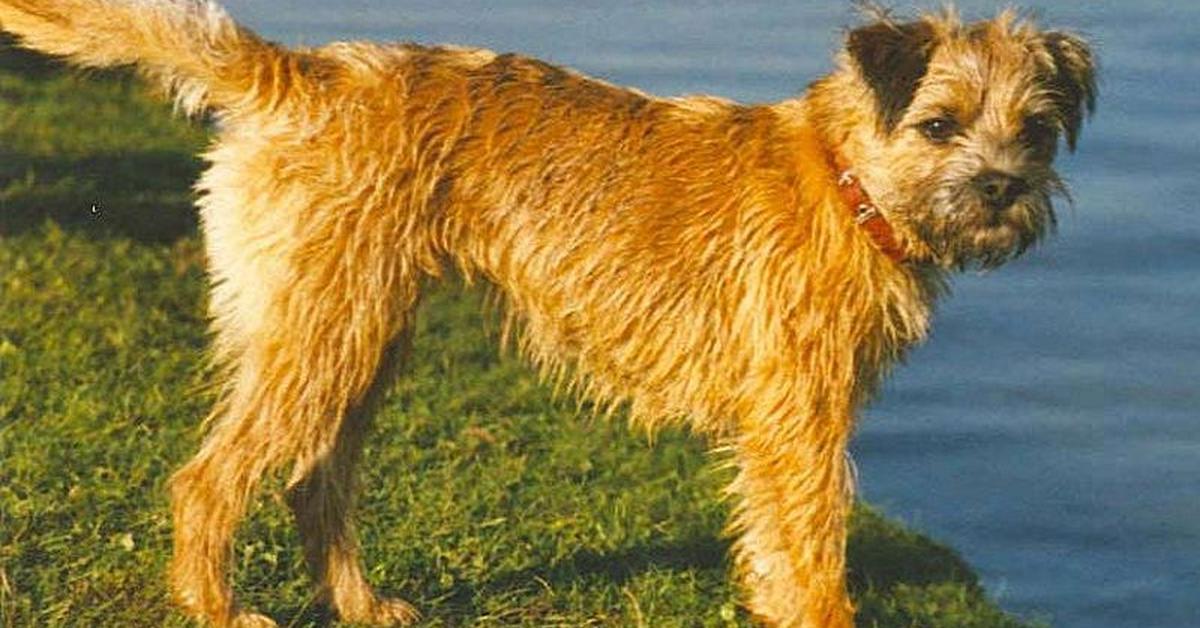 Glimpse of the Border Terrier, known in the scientific community as Canis Lupus.