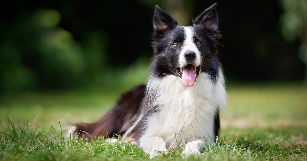 The Border Collie, an example of Canis lupus, in its natural environment.