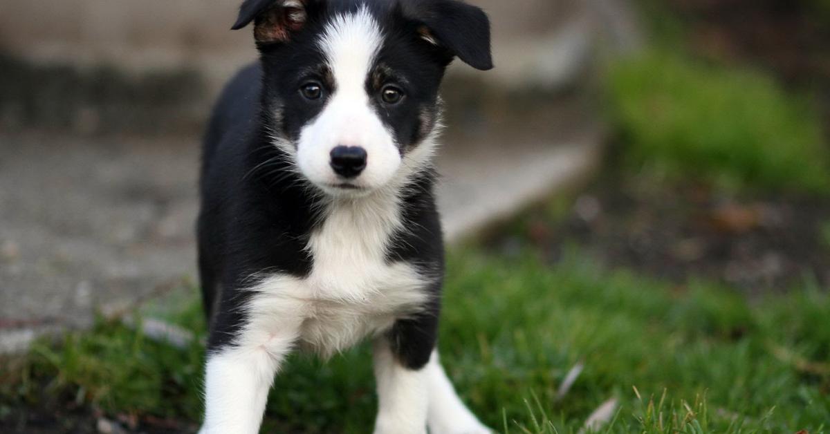 Visual of Border Collie, or Anjing Border Collie in Indonesian, showcasing its beauty.