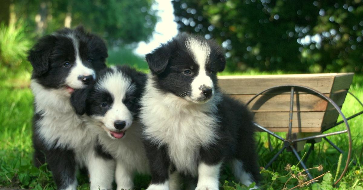 The fascinating Border Collie, scientifically known as Canis lupus.