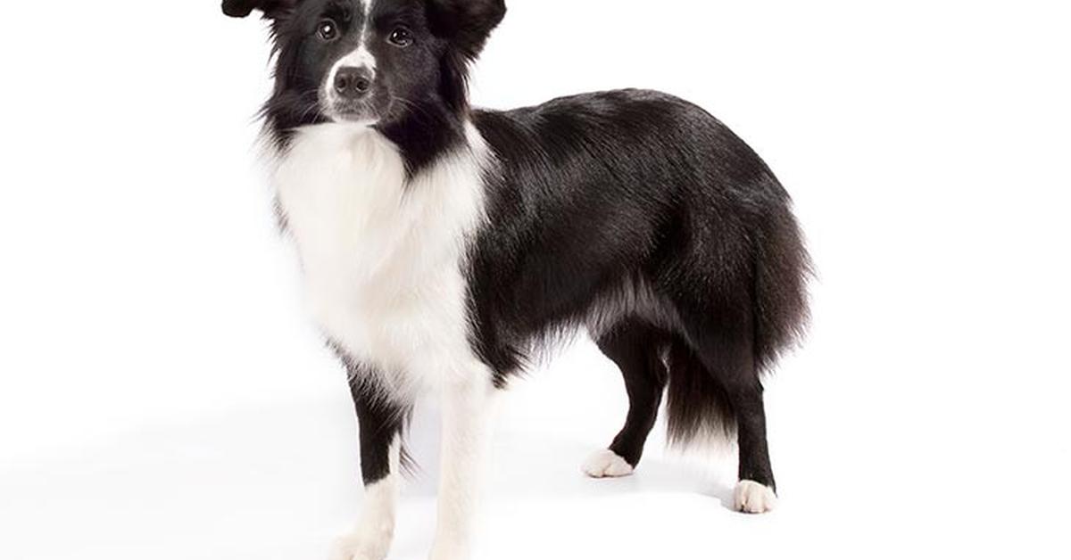 Charming view of the Border Collie, in Indonesia referred to as Anjing Border Collie.