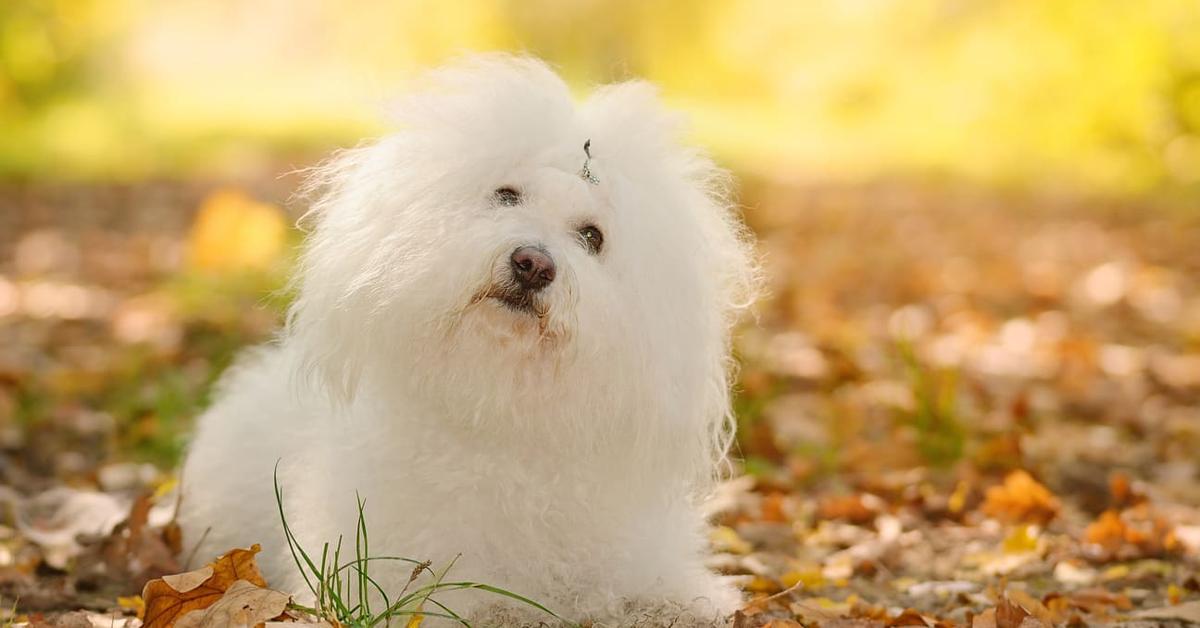 Captured moment of the Bolognese Dog, in Indonesia known as Anjing Bolognese.