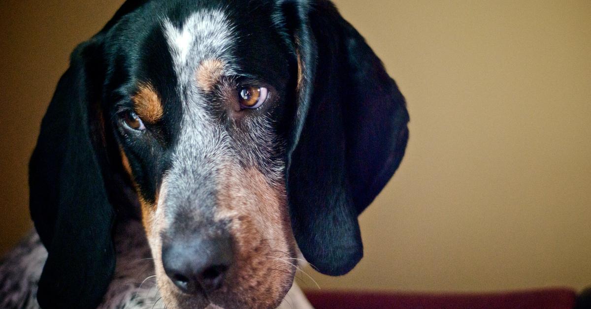 Natural elegance of the Bluetick Coonhound, scientifically termed Canis lupus.