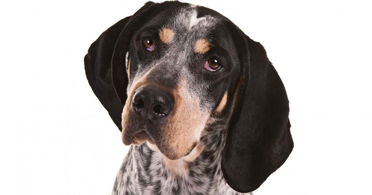 Visual representation of the Bluetick Coonhound, recognized in Indonesia as Anjing Bluetick Coonhound.