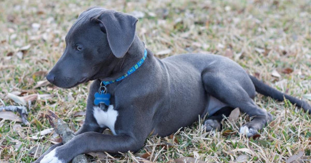 Close encounter with the Blue Lacy Dog, scientifically called Canis lupus.