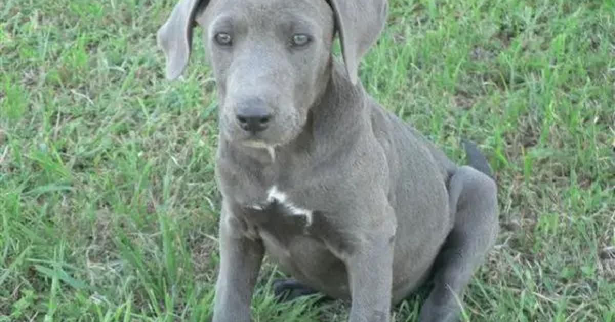 Distinctive Blue Lacy Dog, in Indonesia known as Anjing Blue Lacy, captured in this image.